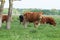 A group of colorful beef cattle on a summery coastal meadow