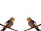 A group of colorful canary finches above the branches on a white background.