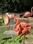 Group of colorful Caribbean flamingos at zoo