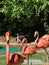 Group of colorful Caribbean flamingos at zoo