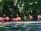 Group of colorful Caribbean flamingos at zoo