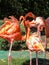 Group of colorful Caribbean flamingos at zoo