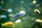 Group of colorful cichlids swimming in the aquarium