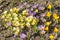 Group of colorful crocuses