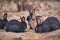 Group of colorful cute and fluffy black and red rabbits or bunnies eating a food.