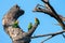 Group of colorful Fisher`s Lovebirds on tree against blue sky