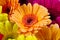 A group of colorful gerberas