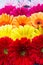 A group of colorful gerberas