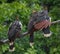 Group of colorful Hoatzin Opisthocomus hoazin birds sitting together on branch, Bolivia