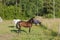 Group of colorful horses on rest in field. Animals concept.