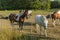 Group of colorful horses on rest in field. Animals concept.