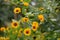 Group of colorful juicy yellow flower with orange center and vivid pleasant pure petals. Flowering jerusalem artichoke in macro.