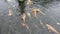 Group of colorful koi carps in pool. Brightly colored fish. Koi fish floats underwater.