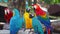 Group of colorful macaw on the tree. Beautiful nature of wildlife closeup face of a parrot is blue yellow on the green background.