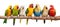 group of colorful parrots sitting in a row on tree branch