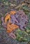 Group of Colorful Starfish huddled together at Low Tide