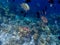 A group of colorful tropical fish under the water. A colorful underwater world in the Philippine Islands. Select the focus. Sea