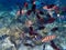 A group of colorful tropical fish under the water. A colorful underwater world in the Philippine Islands. Select the focus. Sea