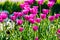 Group of colorful tulip. Purple flower tulip lit by sunlight