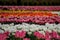 Group of colorful tulips. Selective focus. Colorful carpet of flowers. Colorful tulips photo background