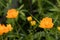 Group of colors Asian globeflower in the meadow