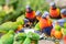 Group of colourful lorikeets chatting and feeding together