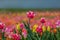 Group of colourful tulips. Selective focus. Colourful tulip photo background