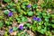 Group of Common Blue Violets, Viola sororia