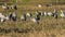 Group of common cranes grus grus at dawn in the Natural Park of the Marshes of AmpurdÃ¡n