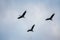 Group of common cranes, grus grus during migration in Norway.