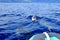 A group of common dolphins in front of a boat. Whale watching, Madeira, Portugal