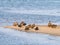 Group of common eider ducks, Somateria mollissima, in eclipse pl