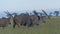 Group of common eland Taurotragus oryx, standing in green grass