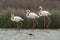 Group of common flamingos in the Laguna de Fuente de Piedra, Malaga. Spain