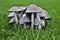 Group of common ink cap mushrooms in a grass field