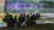 Group of common mussels together in closeup on a wooden bar, nature at the ocean background