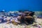 Group of common mussels together underwater, nature sea background