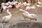 Group of common pelicans, Pelecanus onocrotalus, arguing among themselves with flamingos in the background