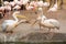 Group of common pelicans, Pelecanus onocrotalus, arguing among themselves with flamingos in the background