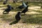 Group of common pigeons rock doves