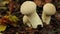 A group of Common Puffball, Lycoperdon perlatum, growing in woodland in the UK.