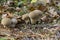 Group of common puffballs in pinewood