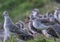 Group of Common Redshanks (Tringa totanus)