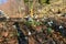 Group of common snowdrop (Galanthus nivalis) white spring flowers