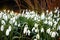 Group of common snowdrops Galanthus nivalis selectively focused