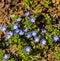 Group of Common Speedwell â€“ Veronica officinalis