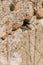 Group of Common Wall Lizards