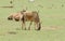 Group of common Wildebeest in Tanzania