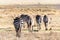 A group of common zebra walking through the grasslands of the Lake Nakuru National Park, Kenya