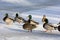 group, a community of ducks, birds, males and females in the snow